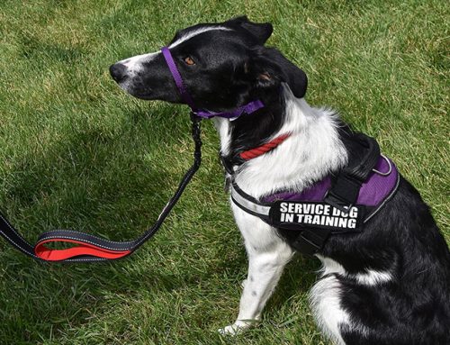 The Importance of Service Dog Guidance for Veterans With PTSD